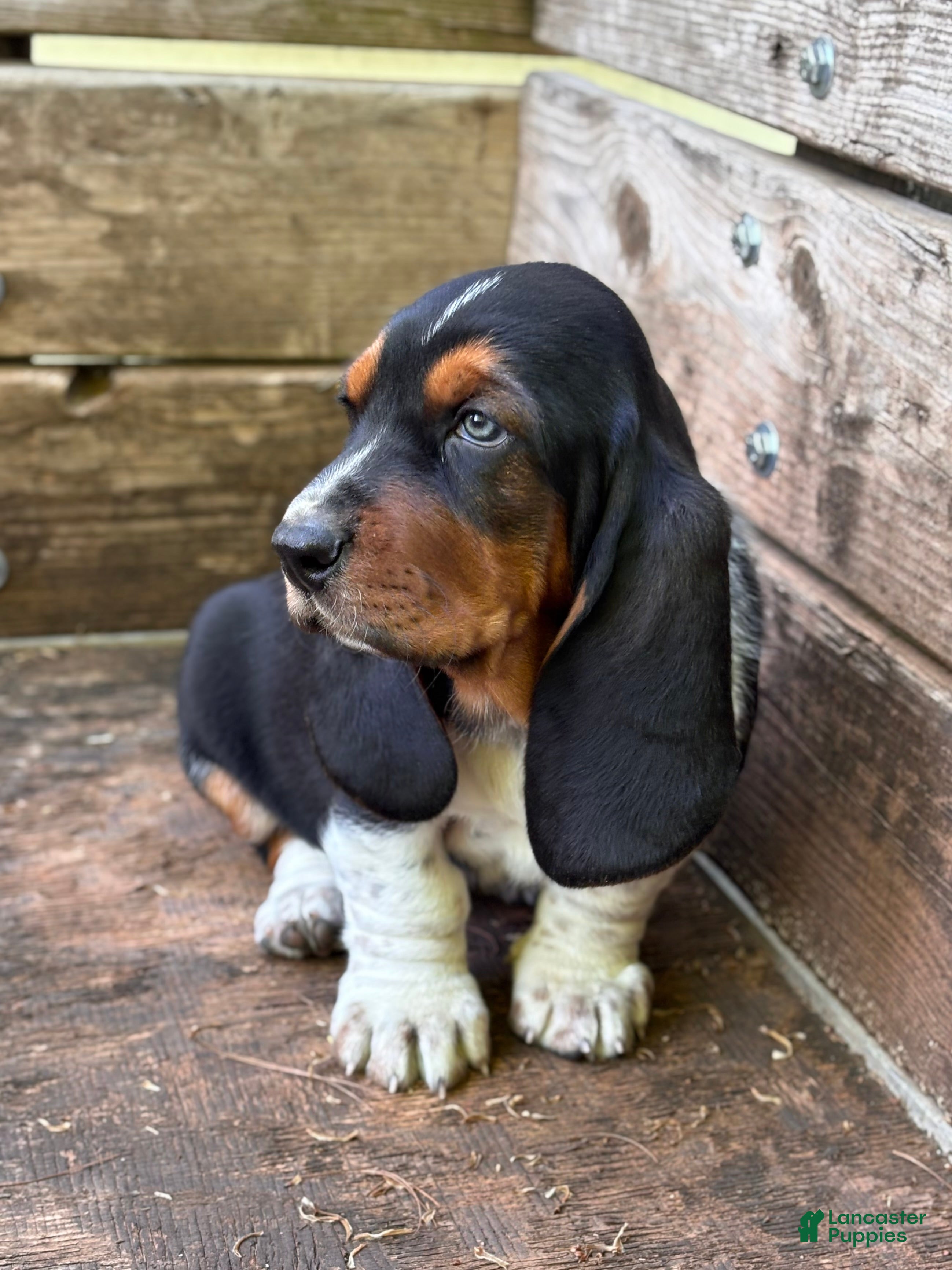 Basset Hound dogs Thaddeus - Ad 22