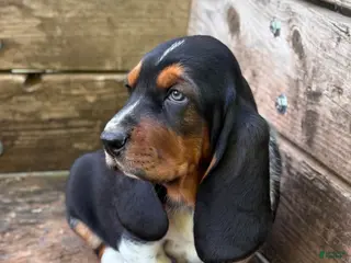 Basset Hound dogs Thaddeus - Ad 22