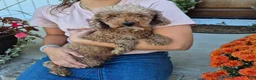 Pomapoo dogs for sale: Sophie - Ad 5
