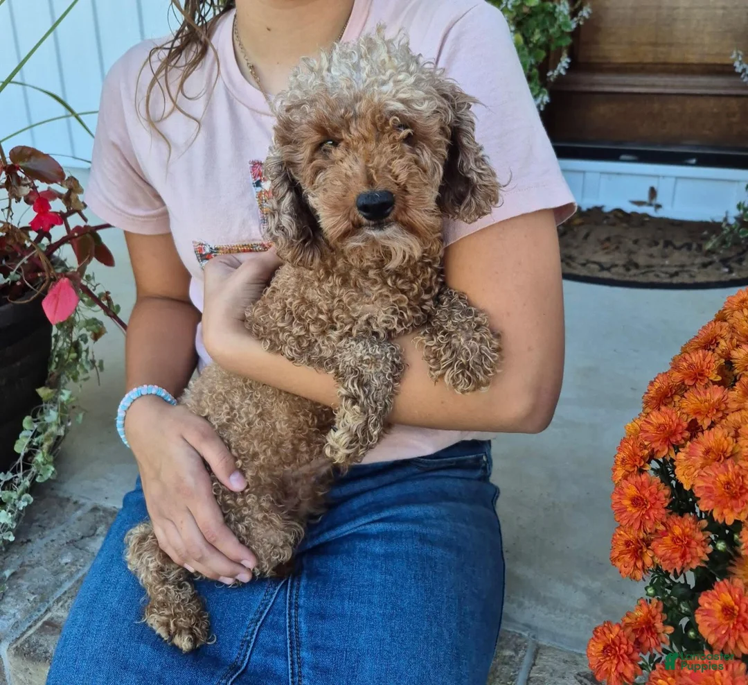 Pomapoo dogs for sale: Sophie - Ad 5