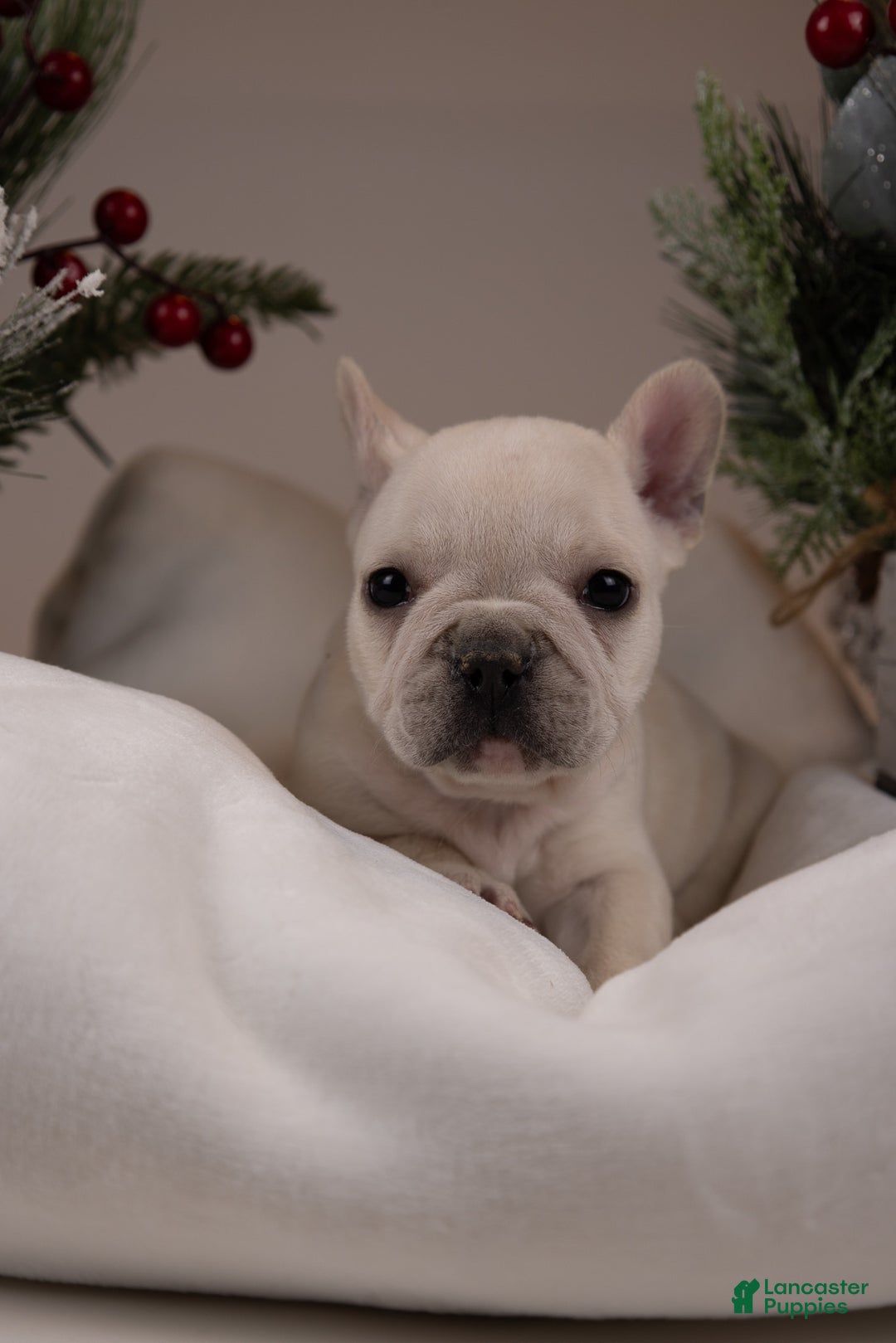 French Bulldog dogs for sale: Bluey - Ad 29