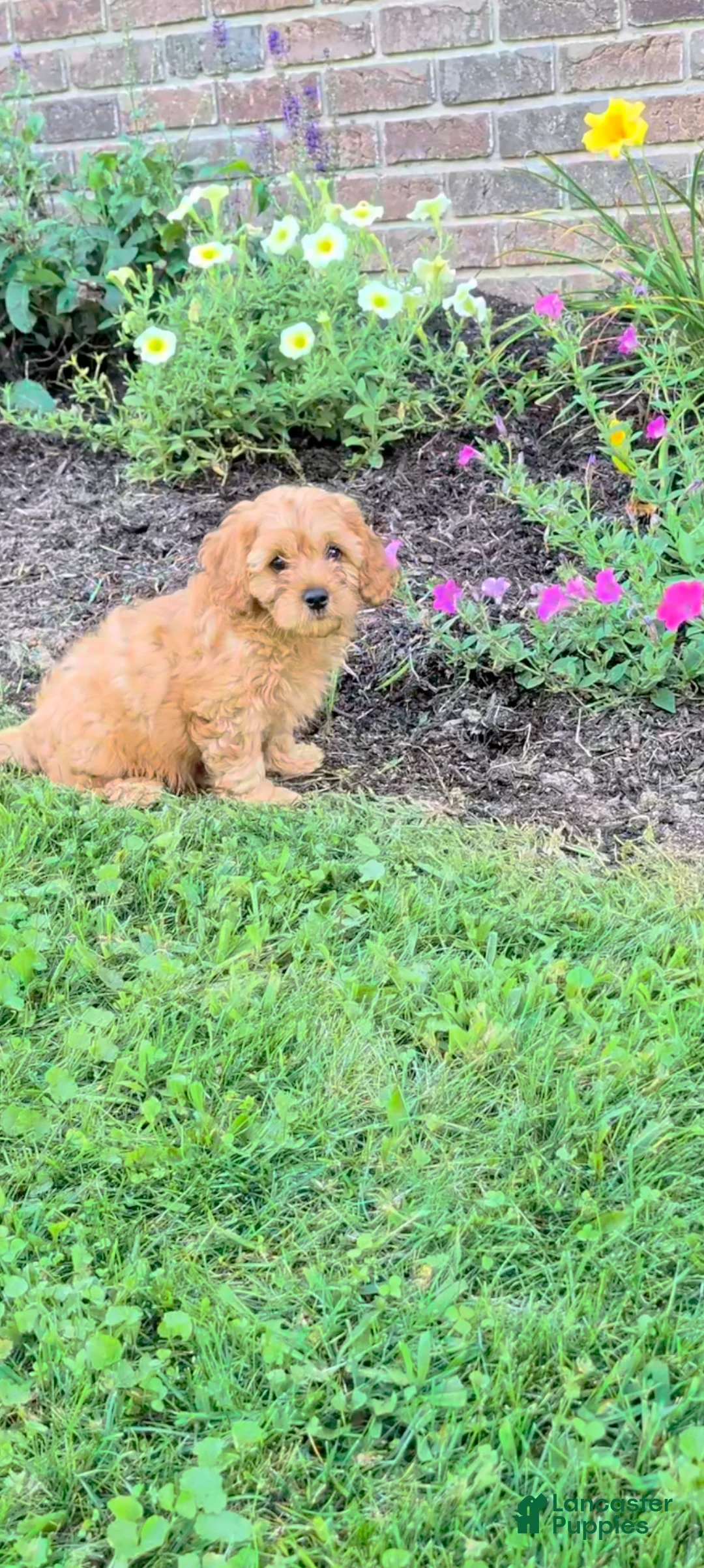 Cavapoo dogs for sale: Milo - Ad 1