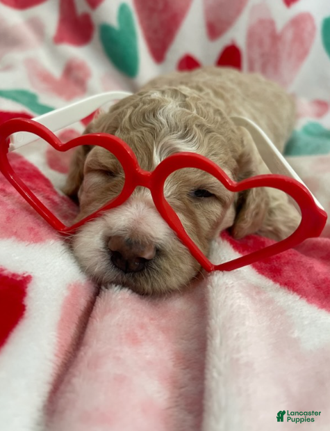 Double Doodle dogs Katniss - Ad 2