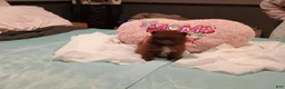 Pomeranian dogs for sale: Pomeranian 1 - Ad 3