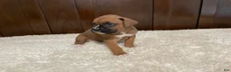 Boxer dogs for sale: Max - Ad 3