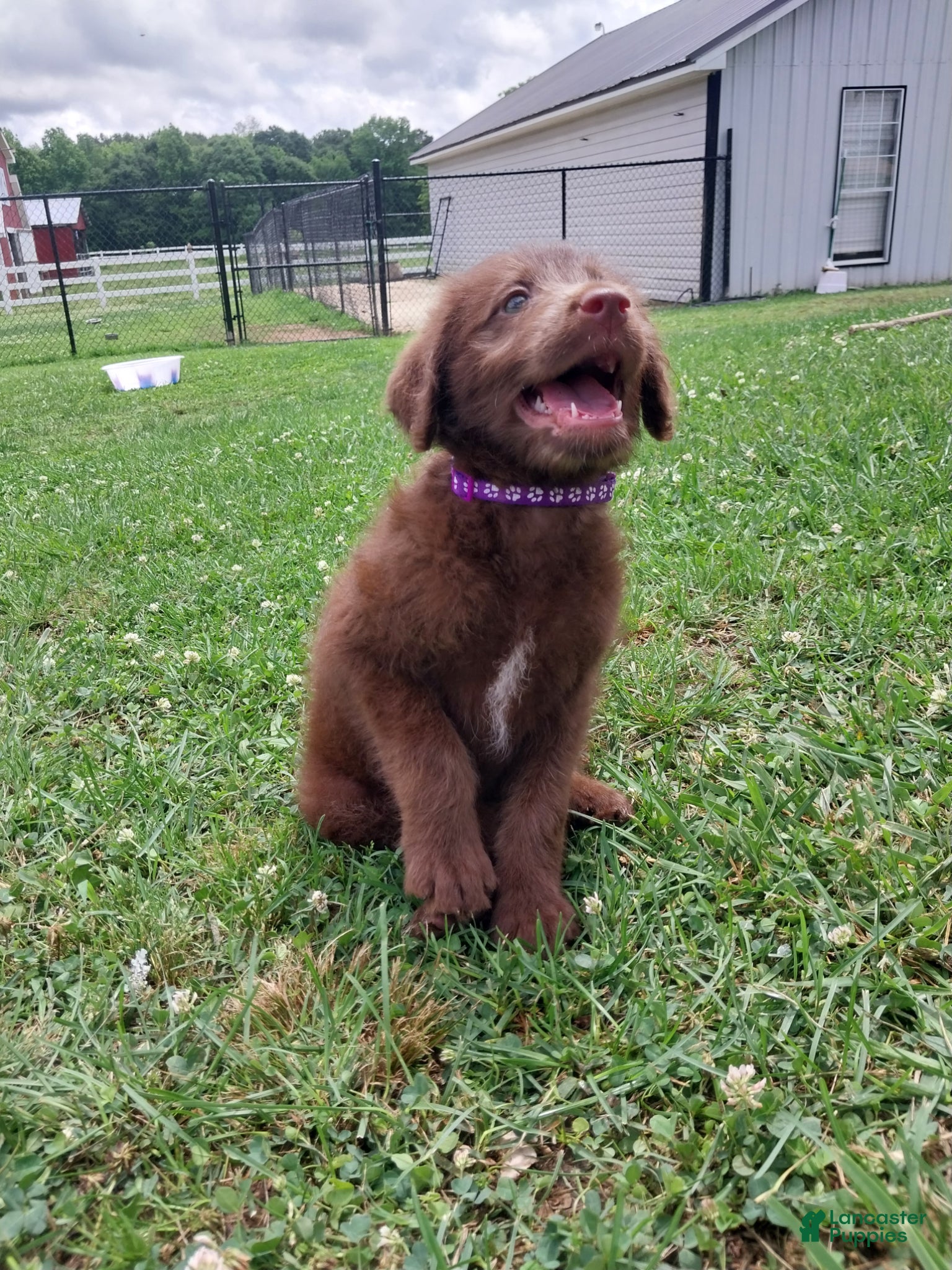 Labradoodle dogs for sale: Lilly - Ad 1