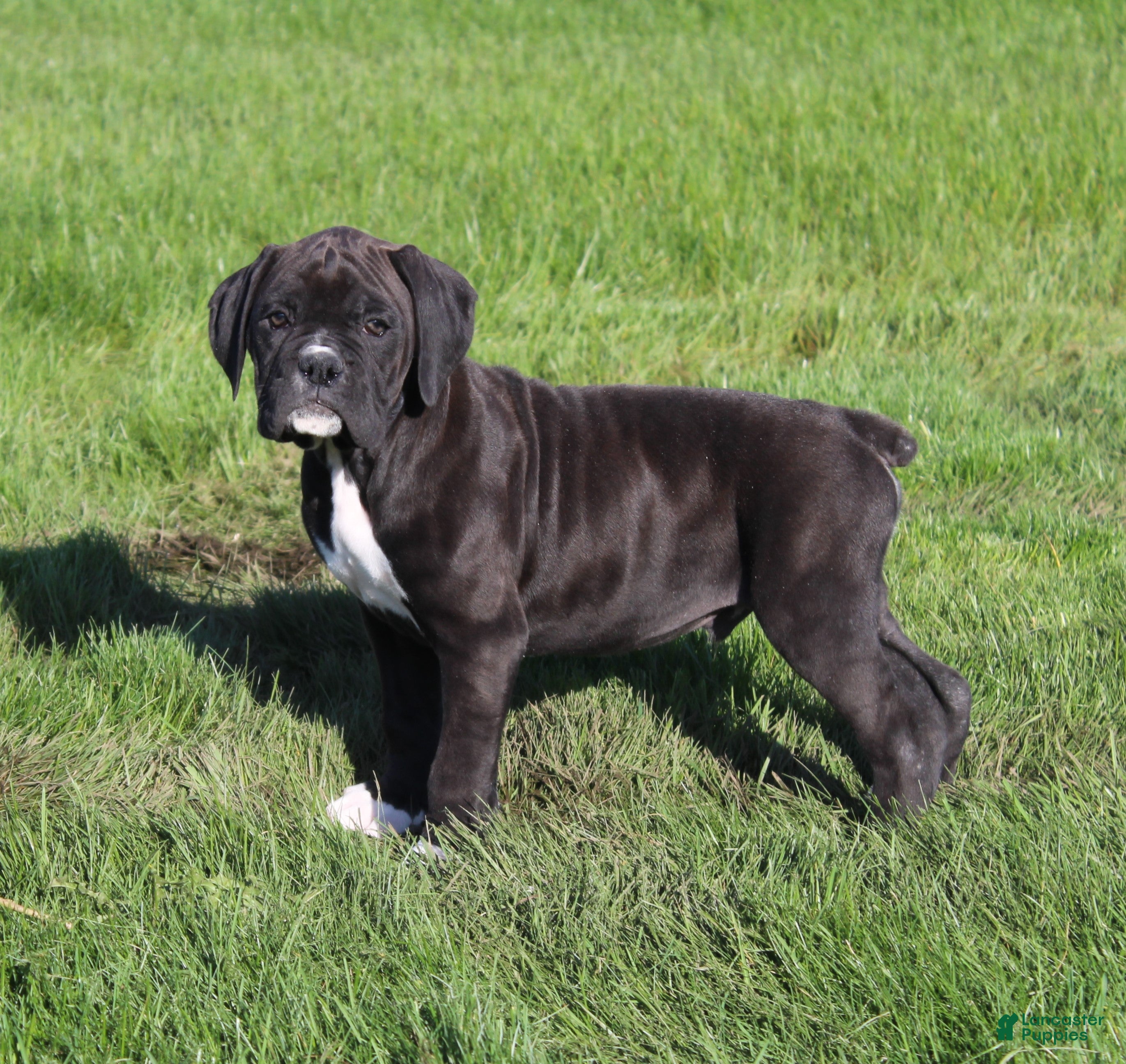 Boxer dogs Rhett - Ad 2