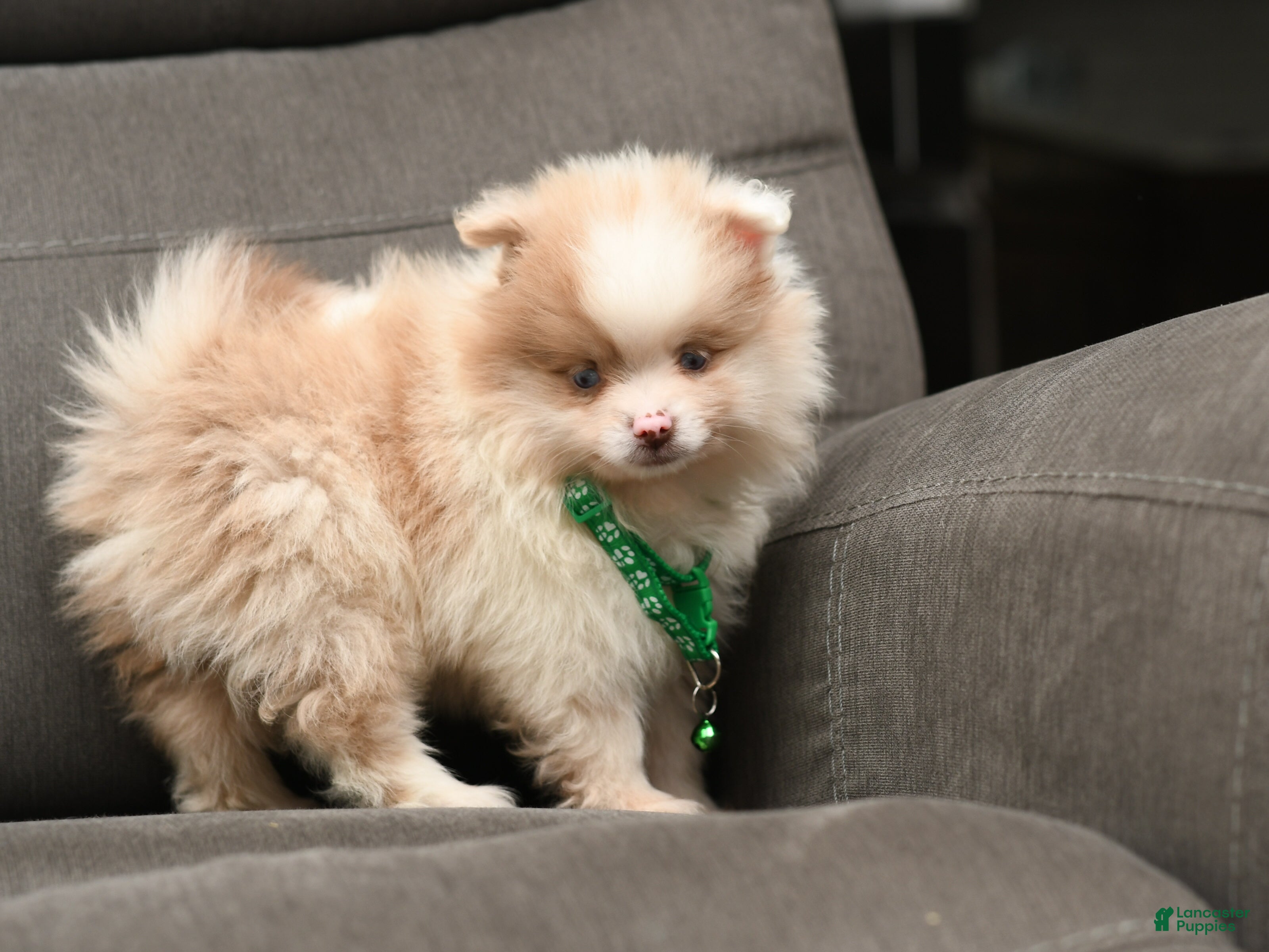 Pomeranian dogs Pomeranian Puppy 2 - Ad 1
