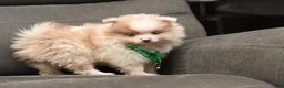 Pomeranian dogs for sale: Pomeranian Puppy 2 - Ad 3