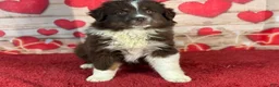 Miniature Australian Shepherd dogs for sale: Delilah - Ad 3