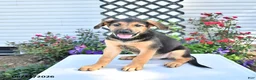Golden Shepherd dogs for sale: Rascal - Ad 4