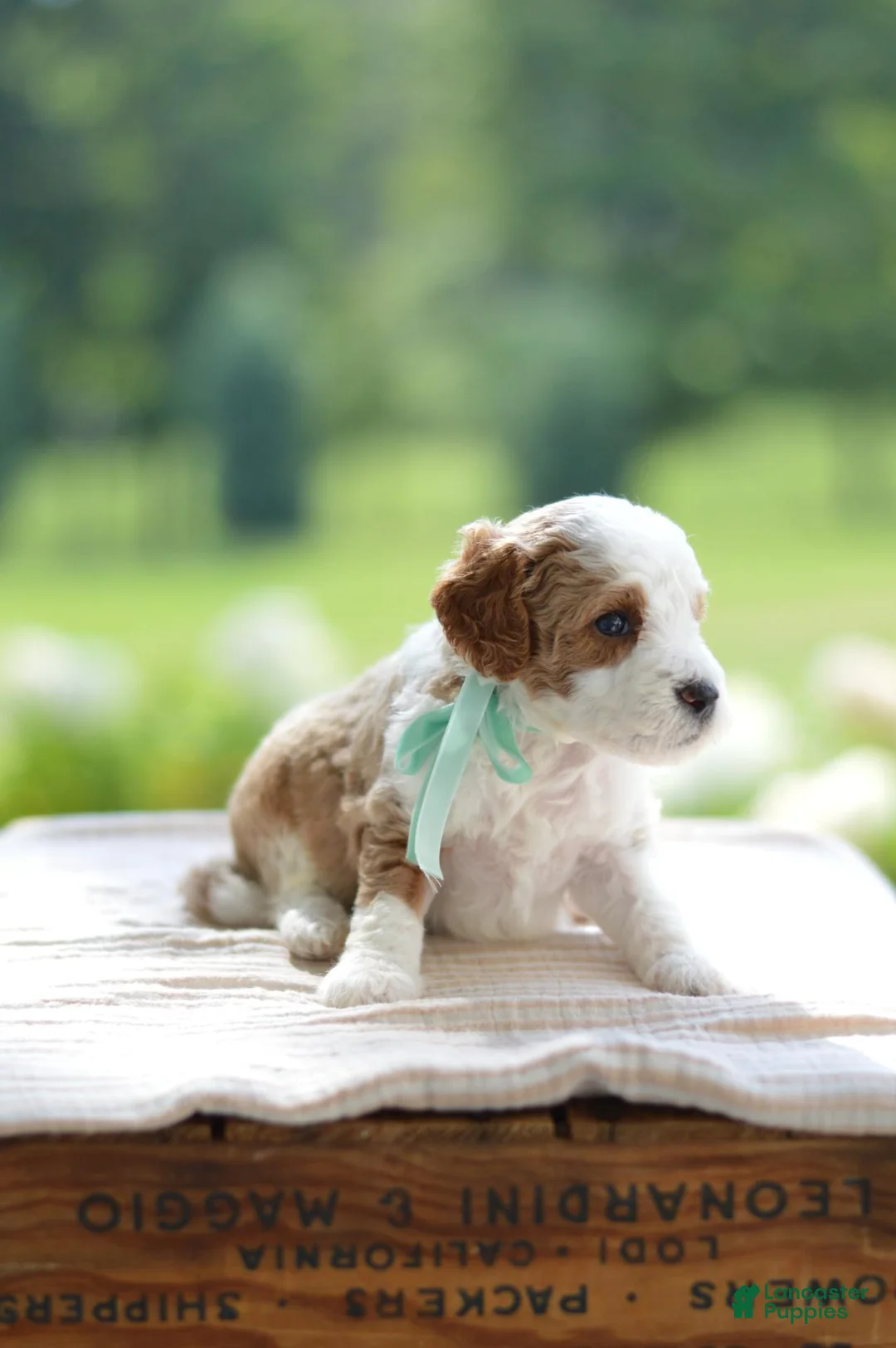 Mini Goldendoodle dogs for sale: December - Ad 24