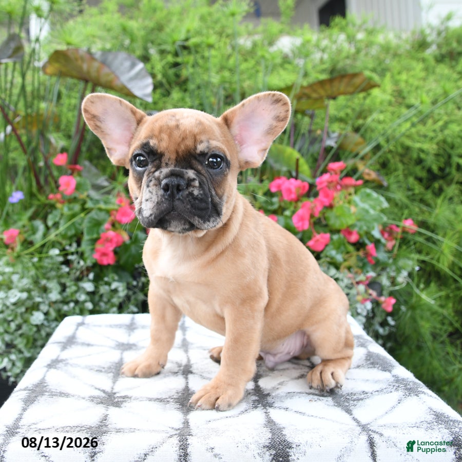 French Bulldog dogs Spencer - Ad 1