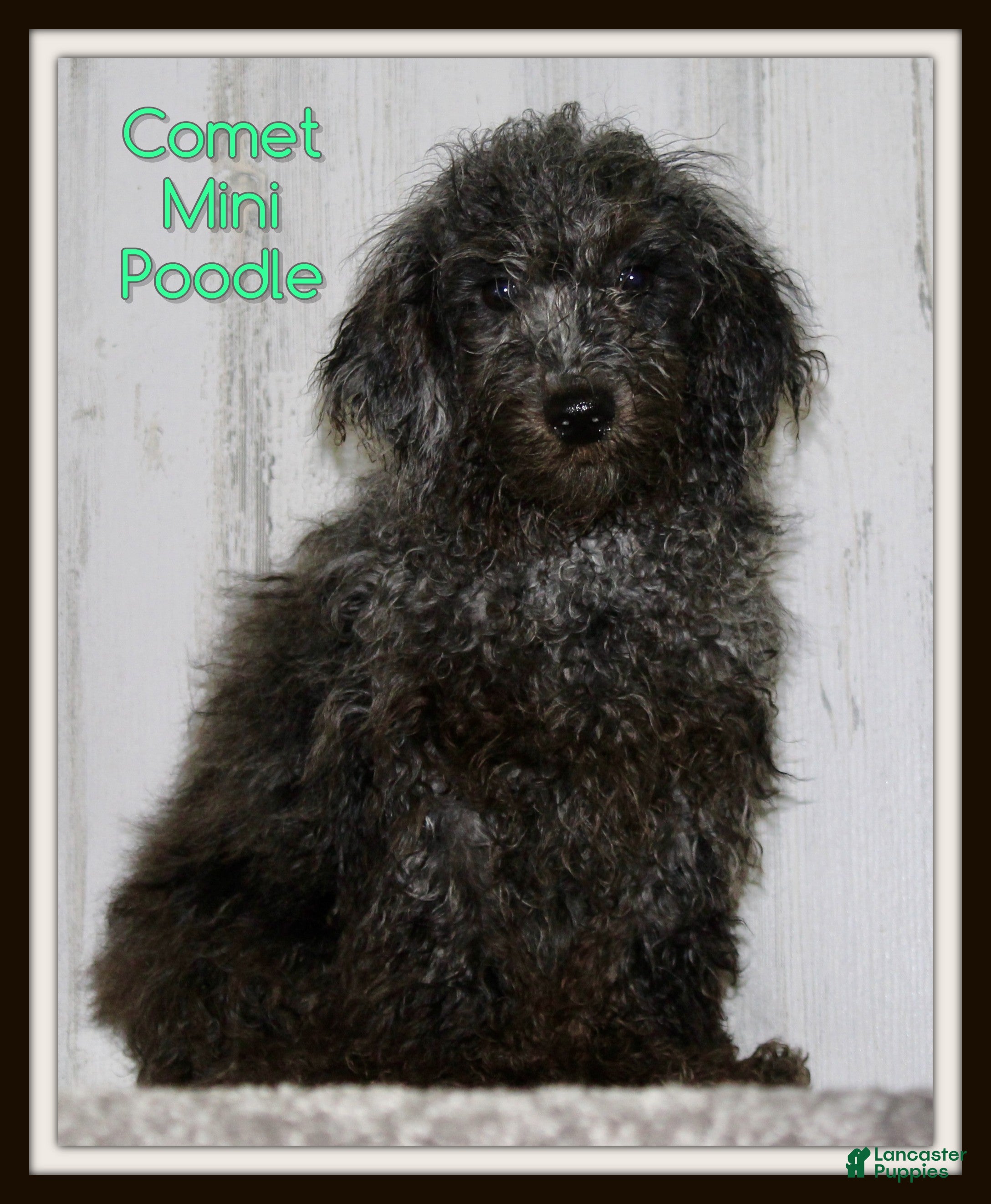 Miniature Poodle dogs Comet - Ad 1