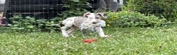 Great Dane dogs for sale: Patches Great Dane  - Ad 3