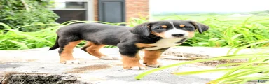 Heidi