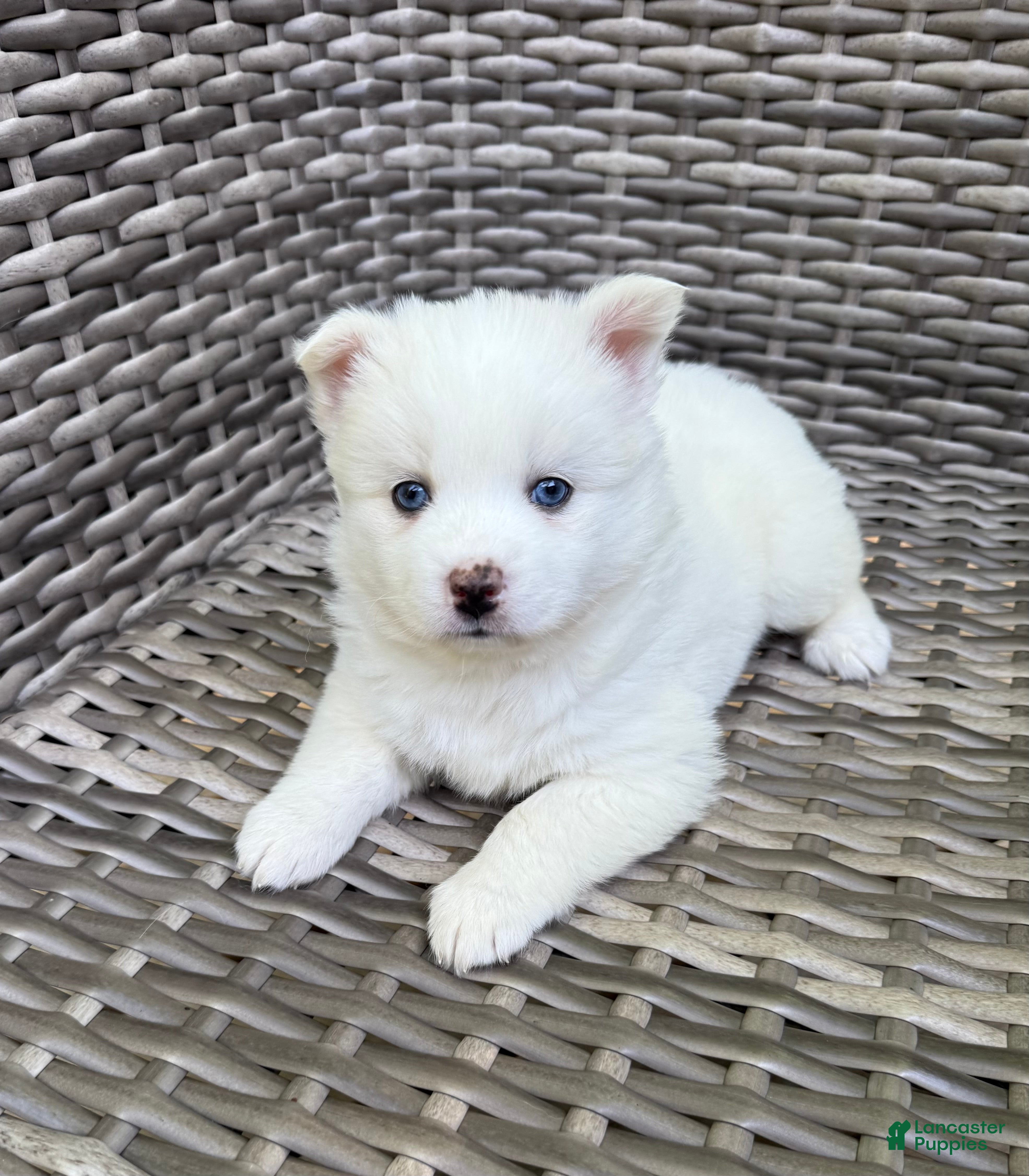 Pomsky dogs Ophelia - Ad 2