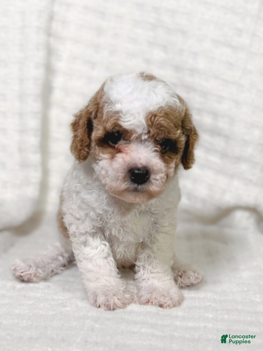 Cavapoo dogs for sale: Alfie - Ad 7