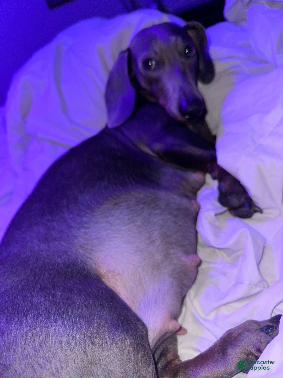 Dachshund dogs for sale: Dachshund Puppy 3 - Ad 12