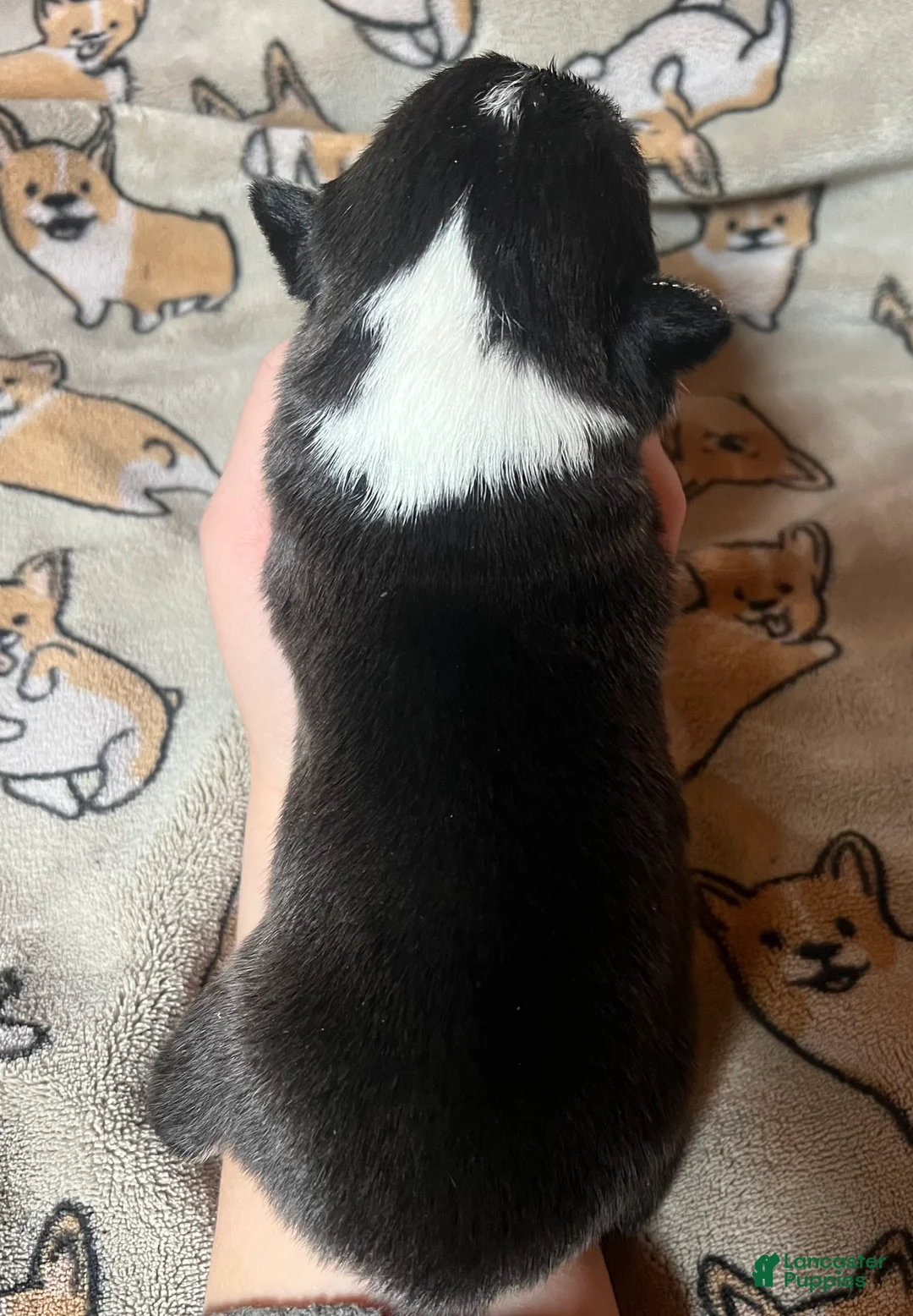 Welsh Corgi Pembroke dogs for sale: Spark - Ad 2