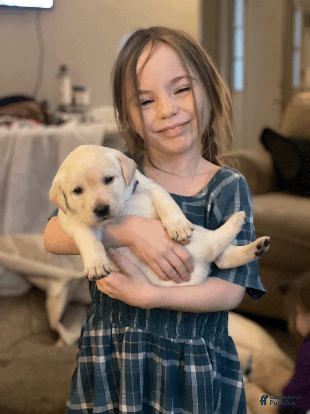 Labrador Retriever dogs for sale: Algonquin-red collar - Ad 27