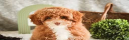 Miniature Poodle dogs for sale: Elenor - Ad 4