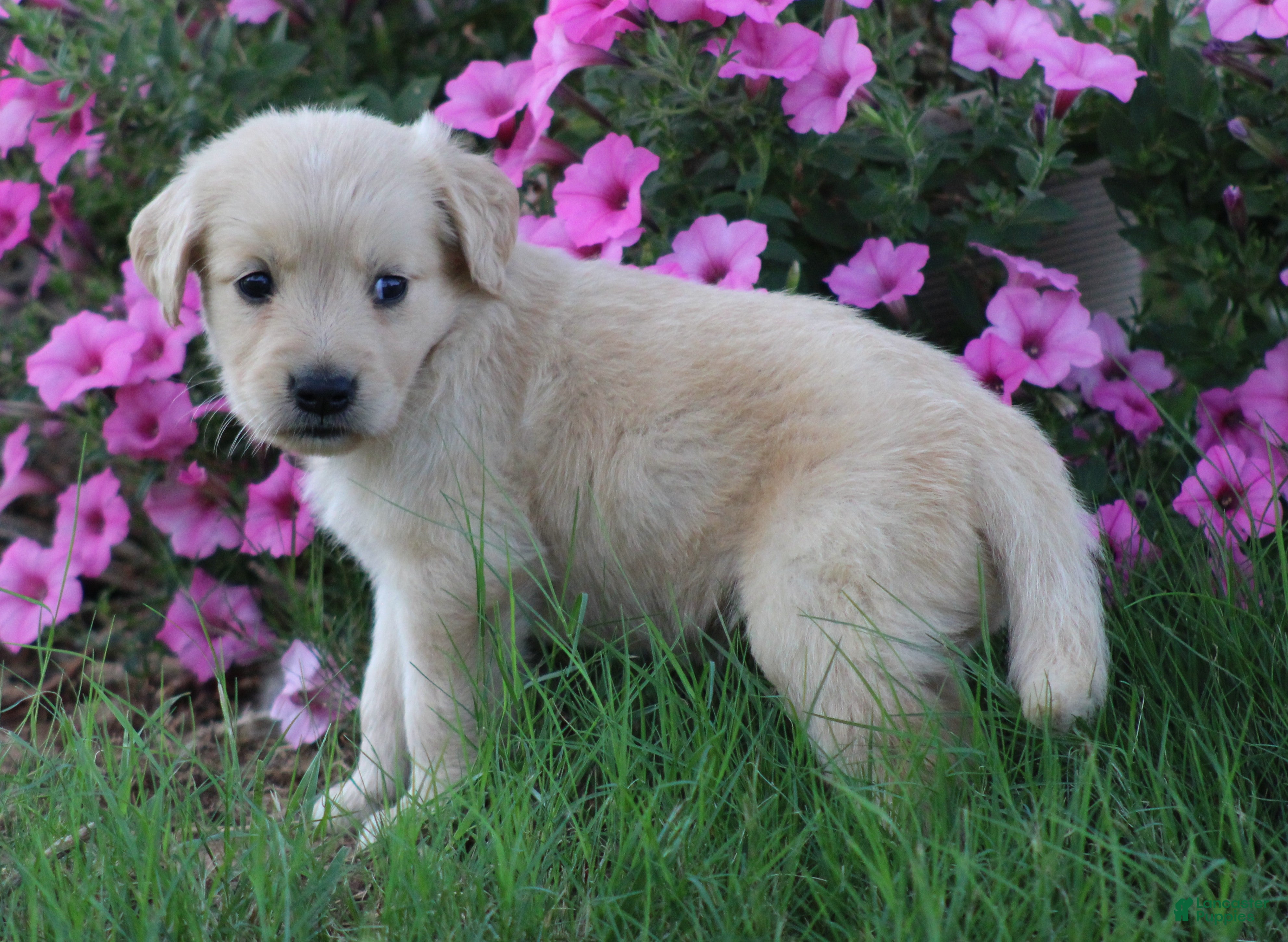 Golden Retriever dogs Archie - Ad 2