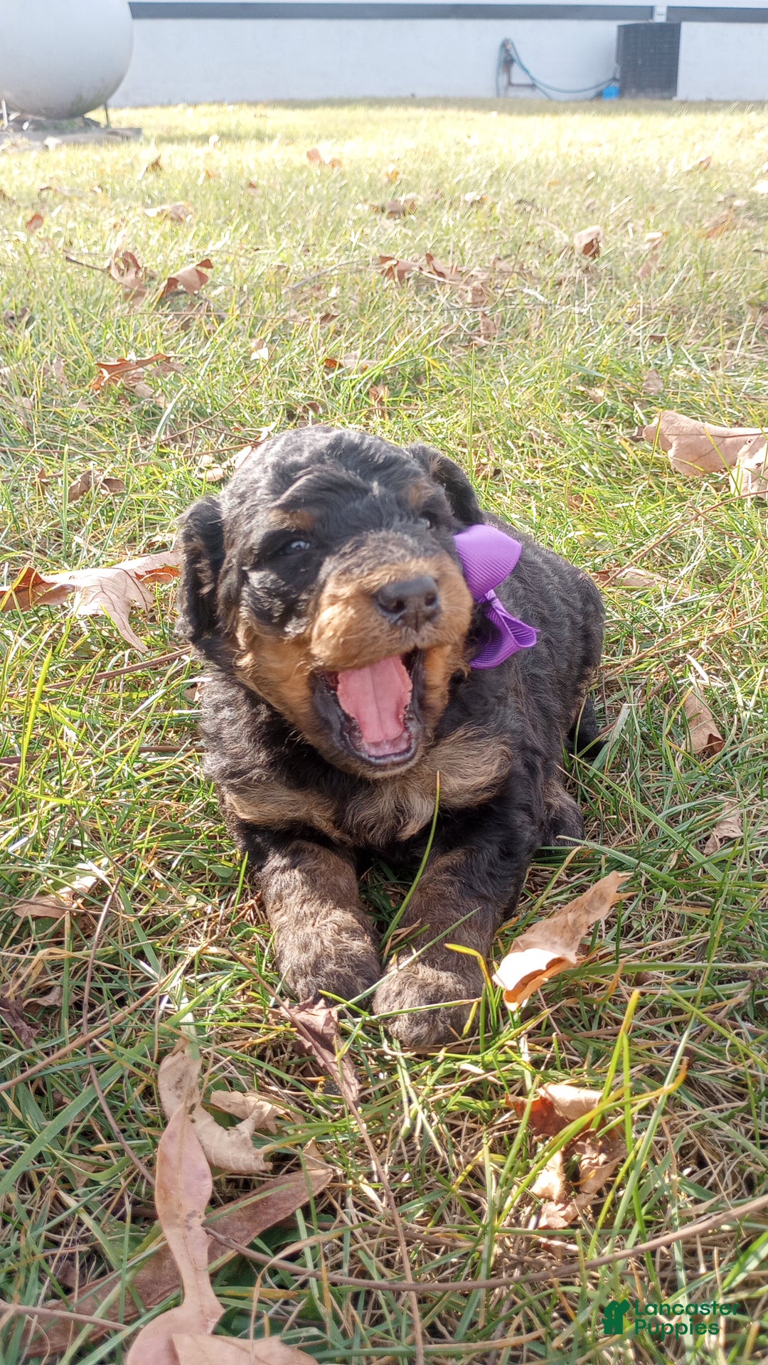 Bernedoodle dogs for sale: Bernedoodle Bella - Ad 4