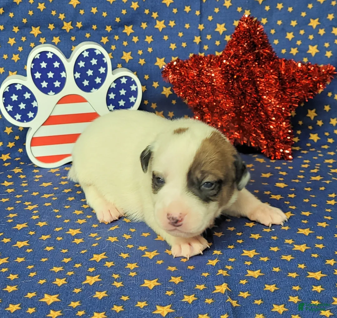 Jack Russell Terrier dogs for sale: Percy CKC male - Ad 7