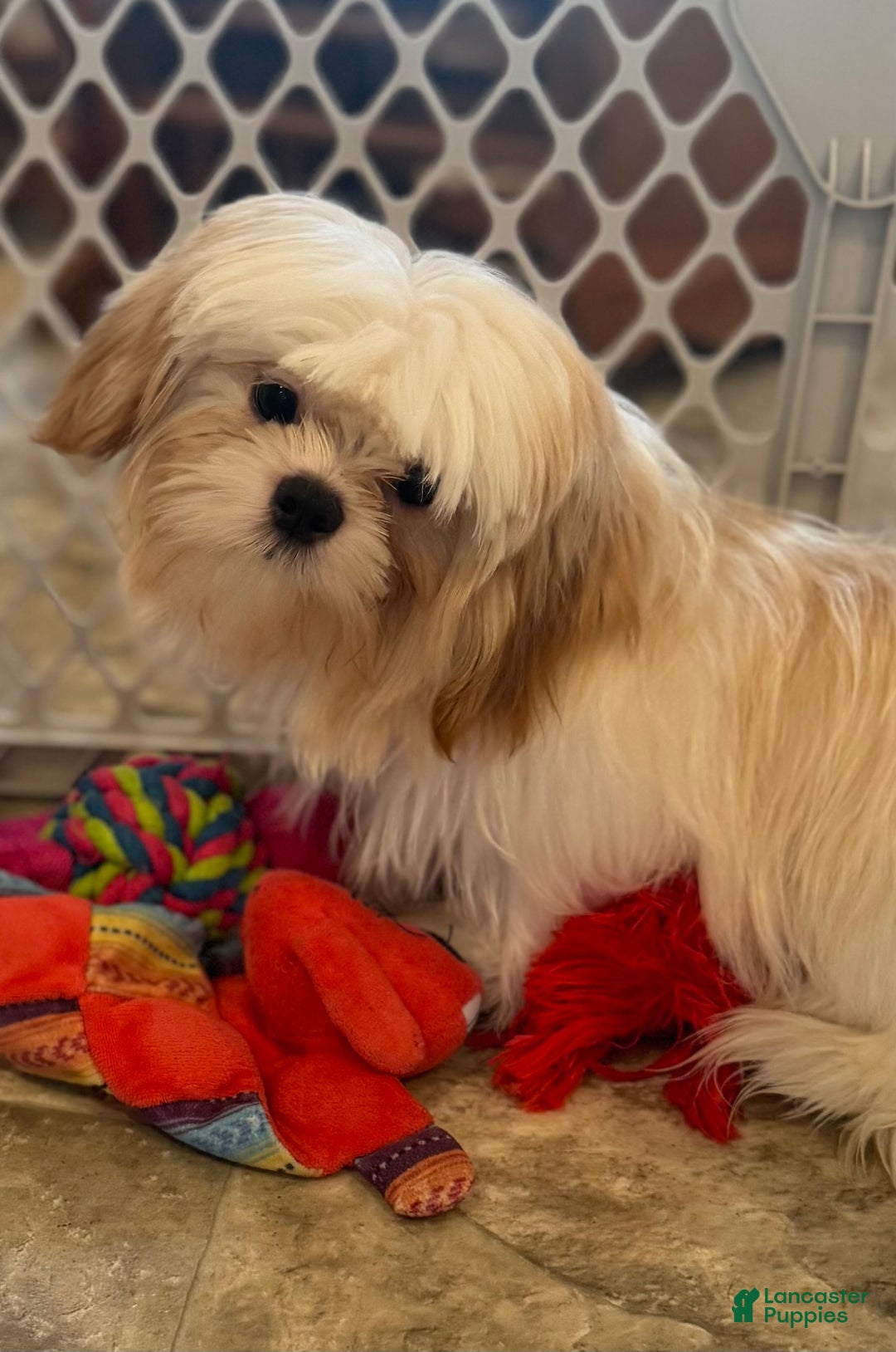 Shih Tzu dogs for sale: Shadow - Ad 4