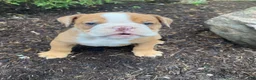 English Bulldog dogs for sale: Harley - Ad 3