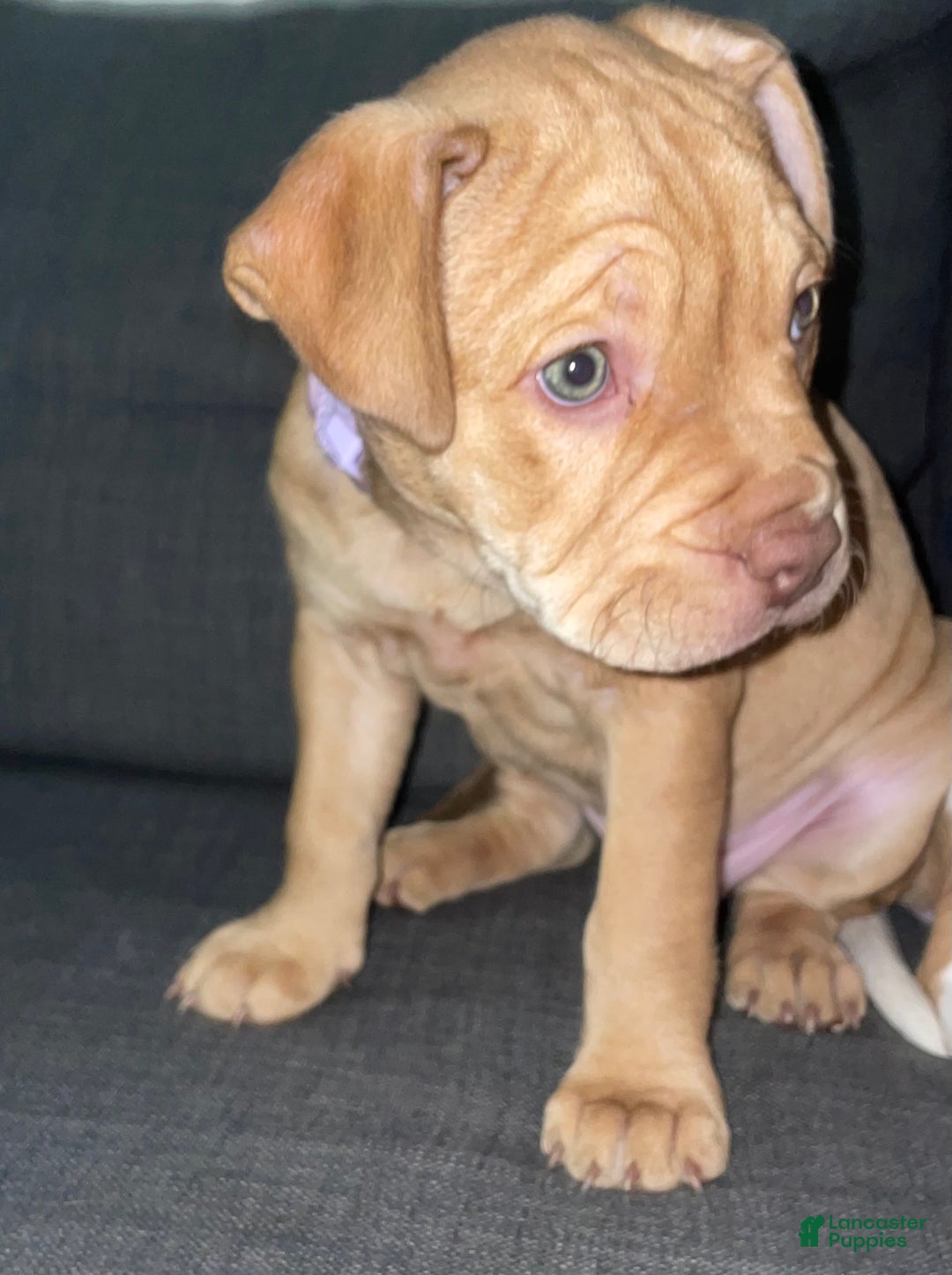 American Bully dogs for sale: American Bully Puppy 2 - Ad 3