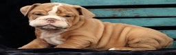 English Bulldog dogs for sale: Sam - Ad 7