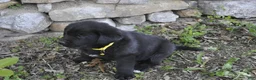 Mixed Breed dogs for sale: Bentley - Ad 3