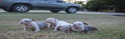 English Bulldog dogs for sale: Scar - Ad 6