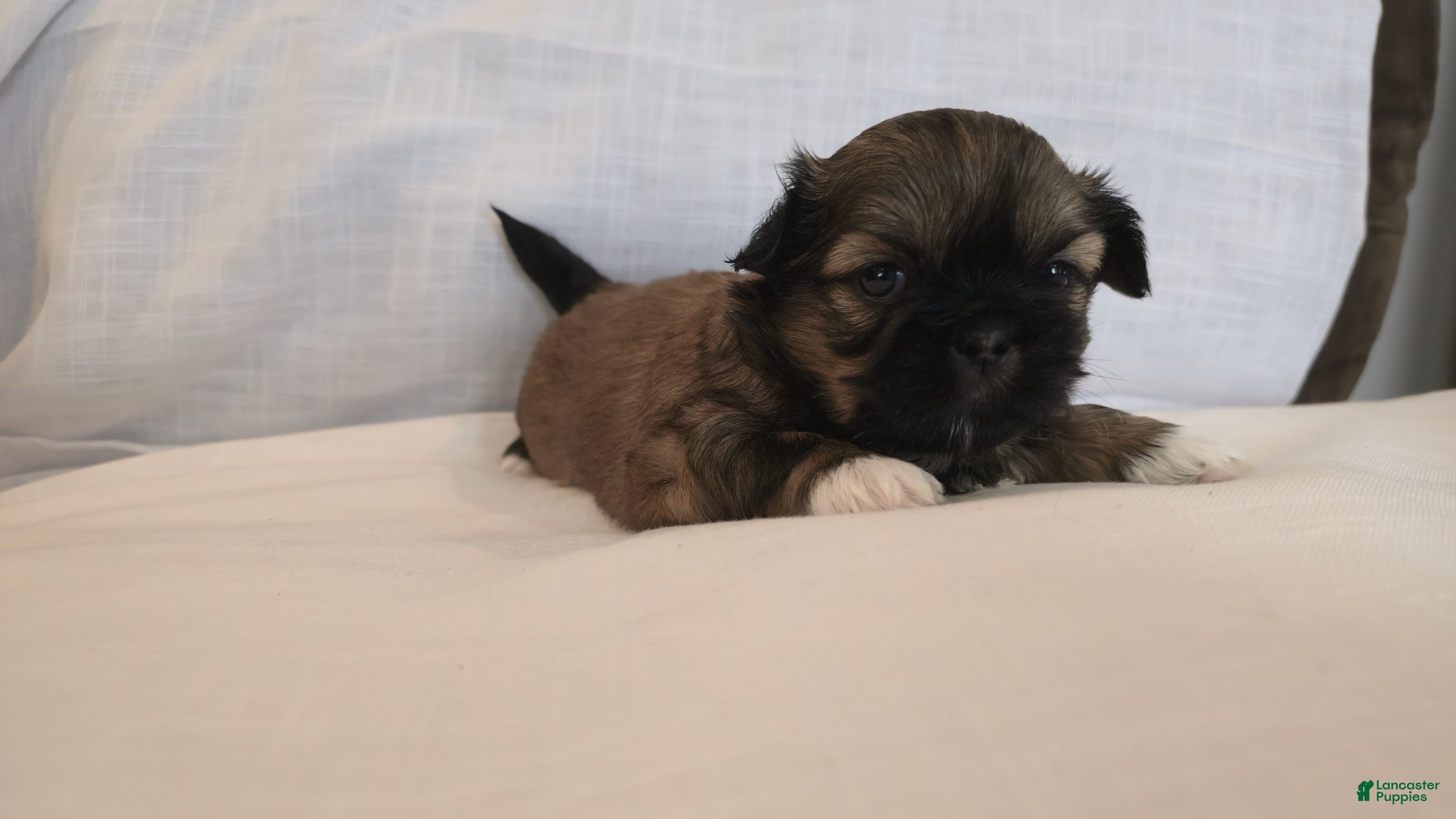 Shih Tzu dogs Gizmo - Ad 1