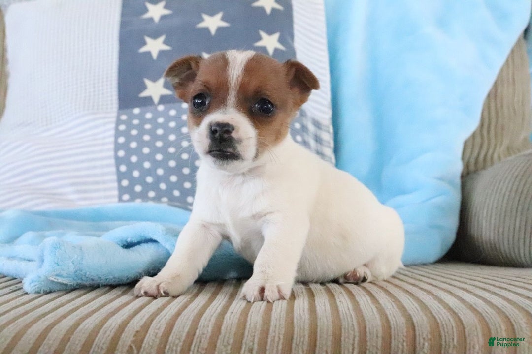Jack Russell Terrier dogs for sale: Sally - Ad 3