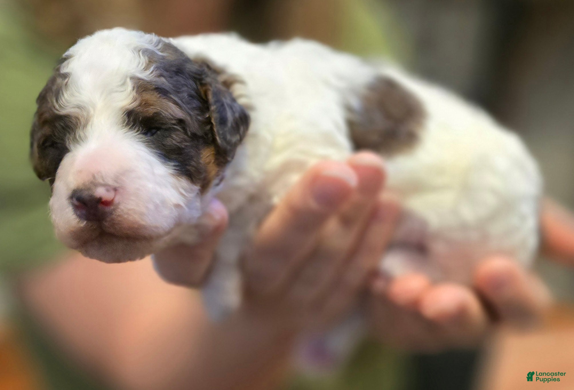 Mini Bernedoodle dogs Callum - Ad 1