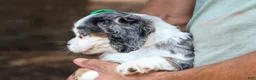 Cocker Spaniel dogs for sale: Jaxon 🐶💙 - Ad 13