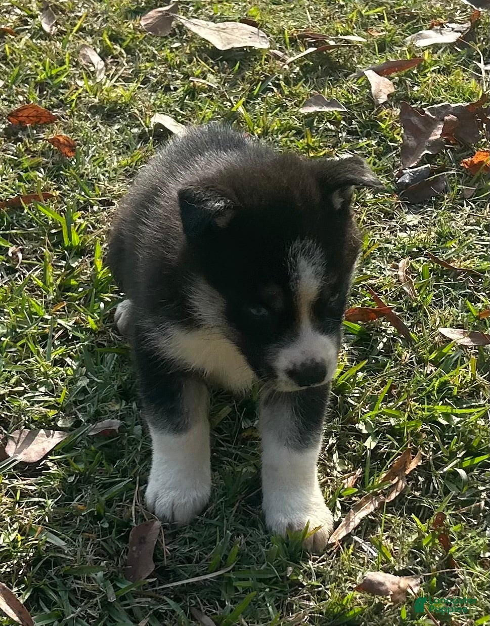 Siberian Husky dogs Zena - Ad 29