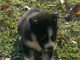 Siberian Husky dogs Zena - Ad 39