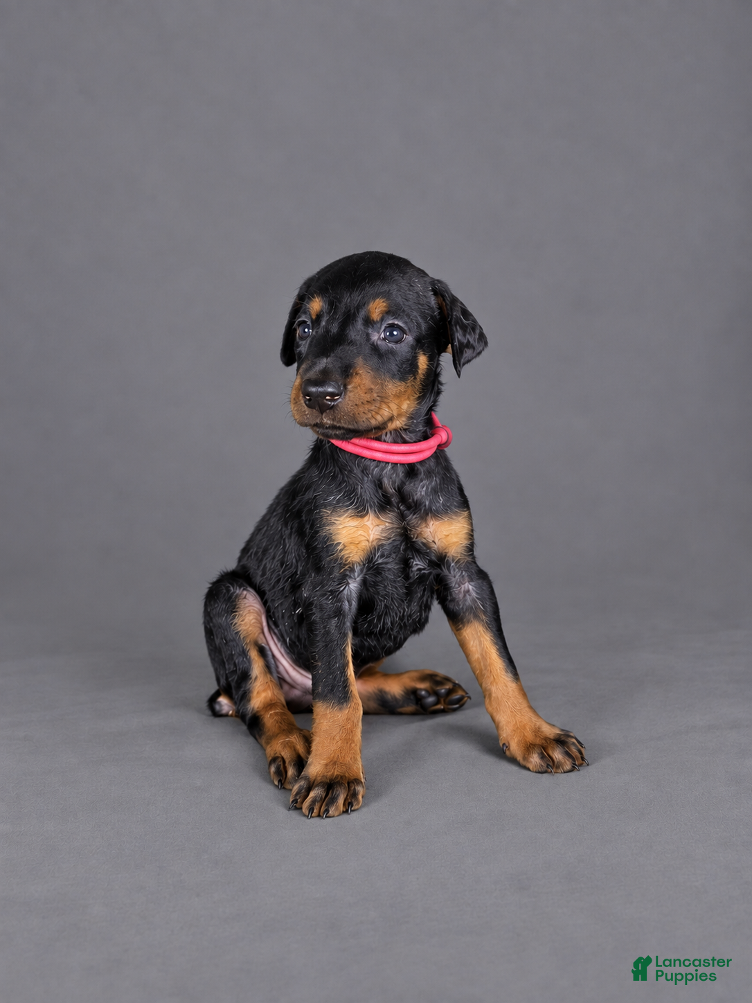Doberman Pinscher dogs Myrcella - Ad 17
