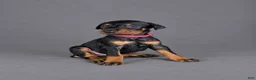Doberman Pinscher dogs for sale: Myrcella - Ad 1