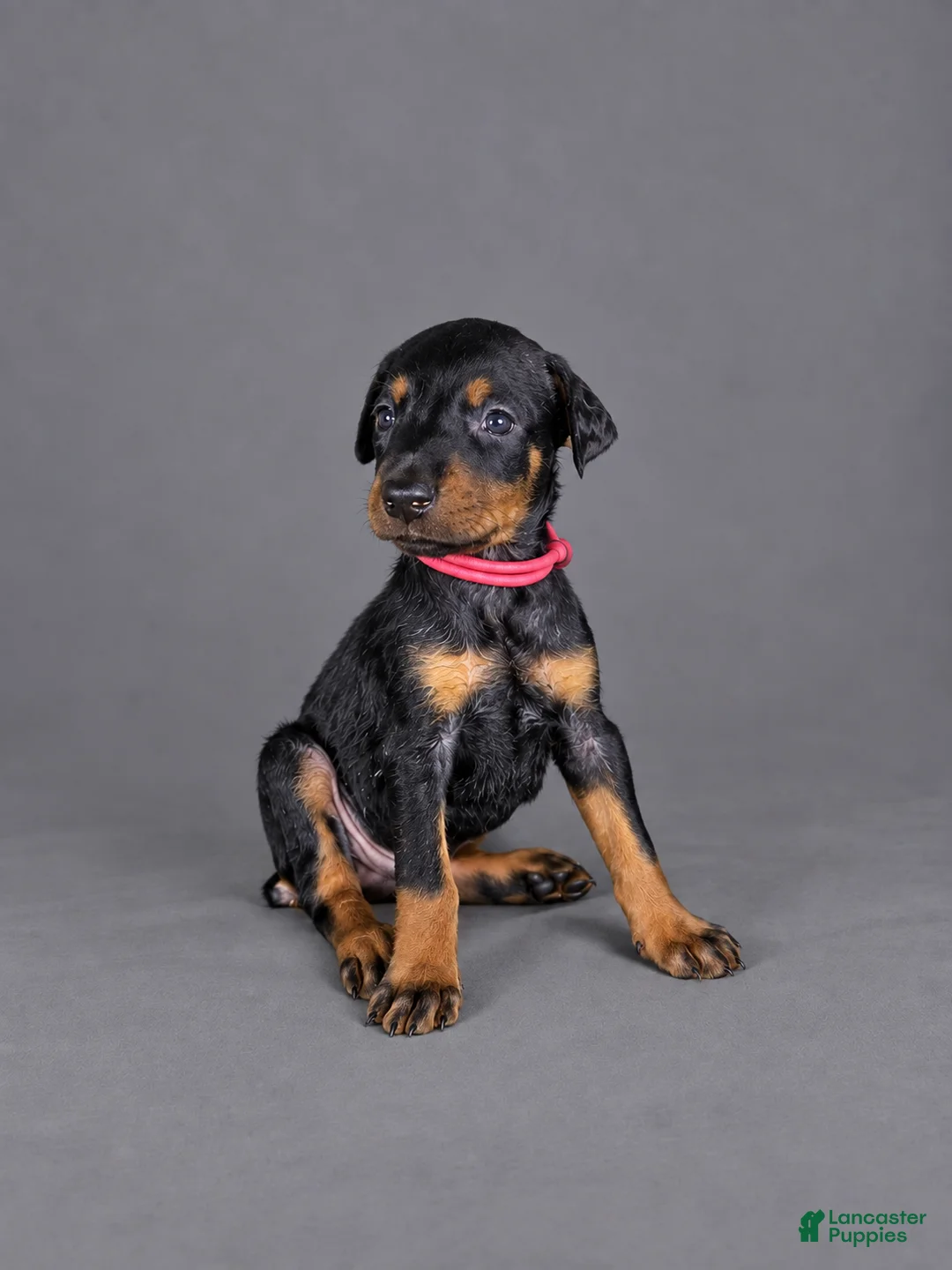 Doberman Pinscher dogs for sale: Myrcella - Ad 1