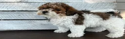 Shihpoo dogs for sale: Arnold - Ad 4