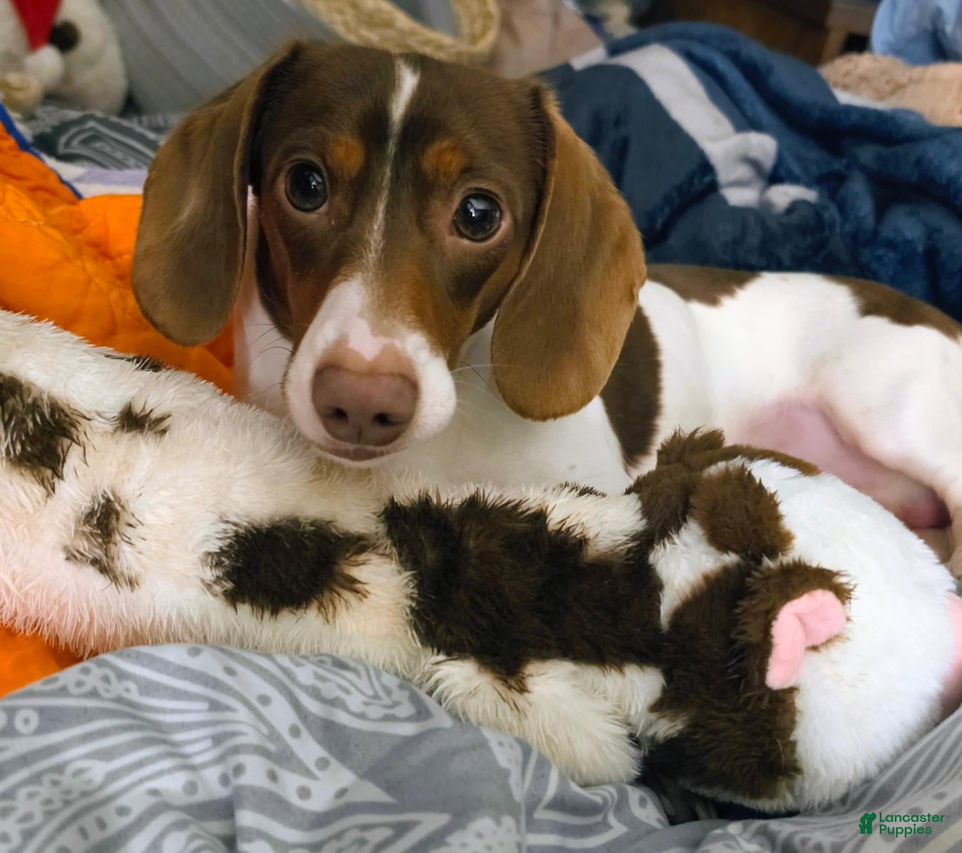 Dachshund dogs Dachshund 1 - Ad 1