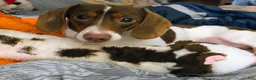Dachshund dogs for sale: Dachshund 1 - Ad 1