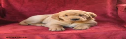 Goldador dogs for sale: Clementine - Ad 2