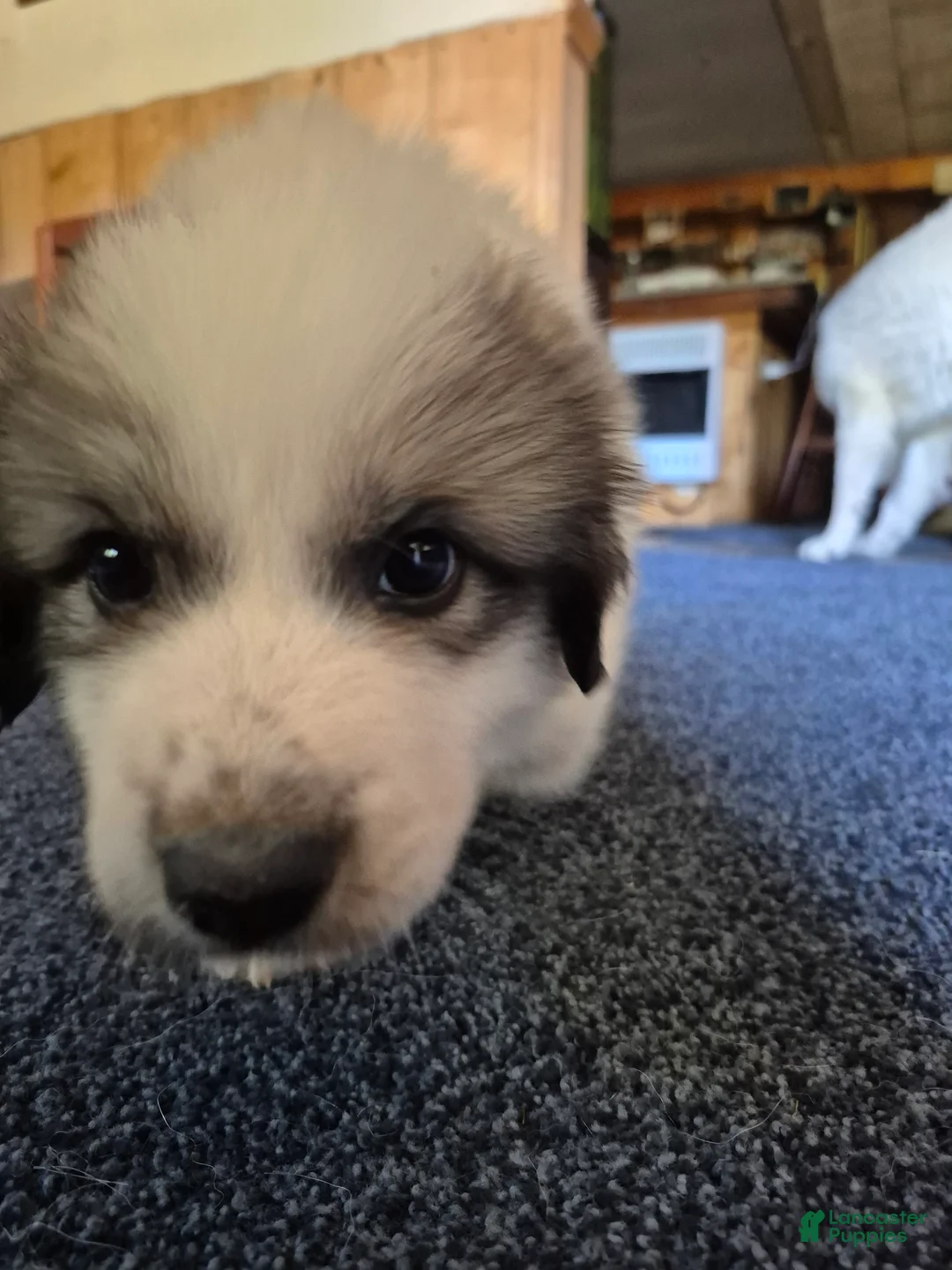 Great Pyrenees dogs for sale: Great Pyrenees Puppy 1 - Ad 2