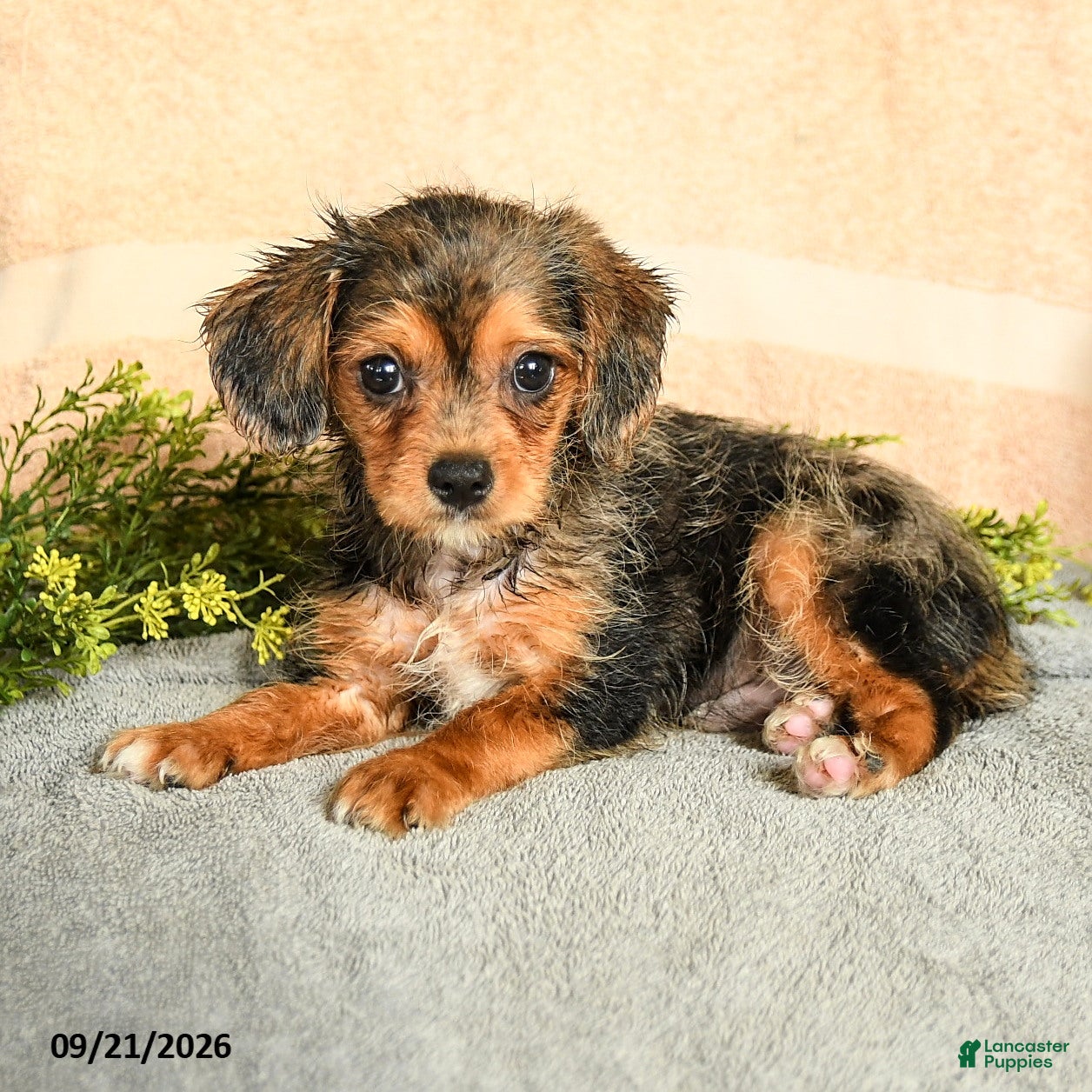 Mixed Breed dogs Merrick - Ad 2